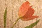 Orange tulip and grass photo montage Art Print